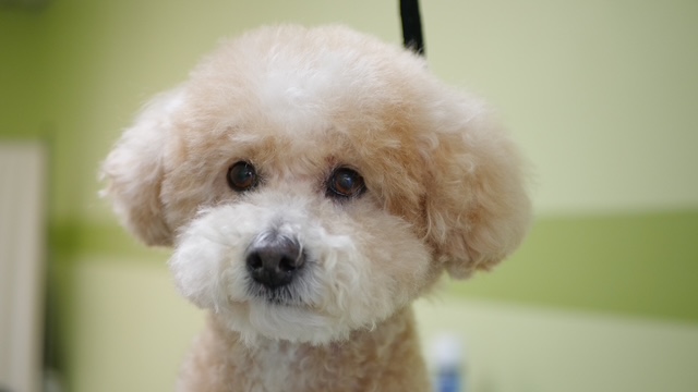 Pet Grooming / ペットグルーミング ビジネス