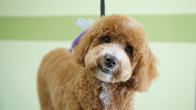 Pet Grooming / ペットグルーミング ビジネス